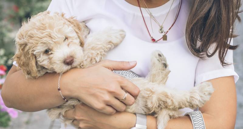 Caring for a new pup in Ireland