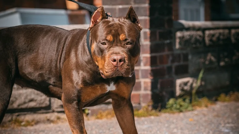 Ireland Bans XL Bully Dogs: What You Need to Know