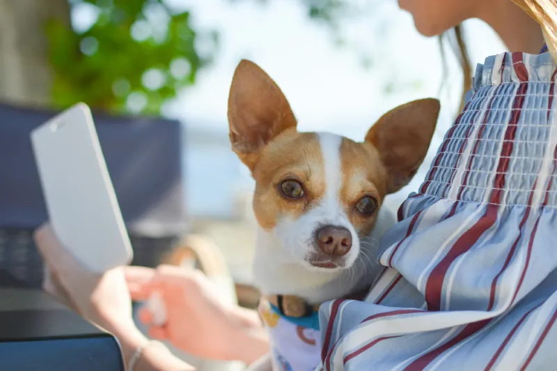 Discover 15 Dog-Friendly Hotels in Ireland for a Perfect Getaway