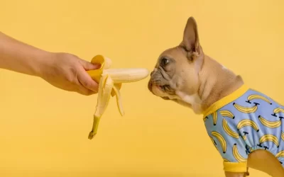 Can Dogs Eat Bananas?