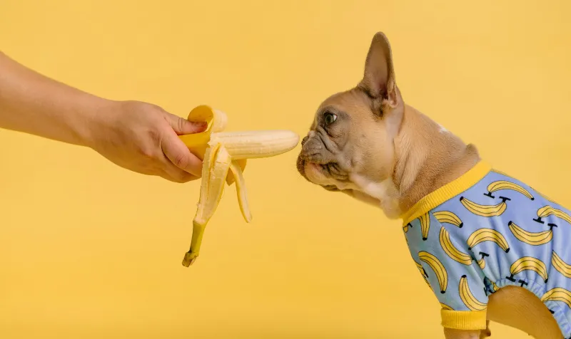 Can Dogs Eat Bananas?