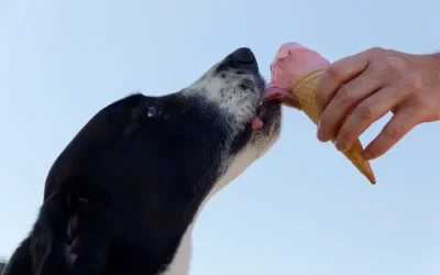 Can Dogs Eat Ice Cream?
