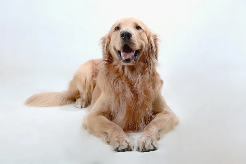 Do Dogs Smile?