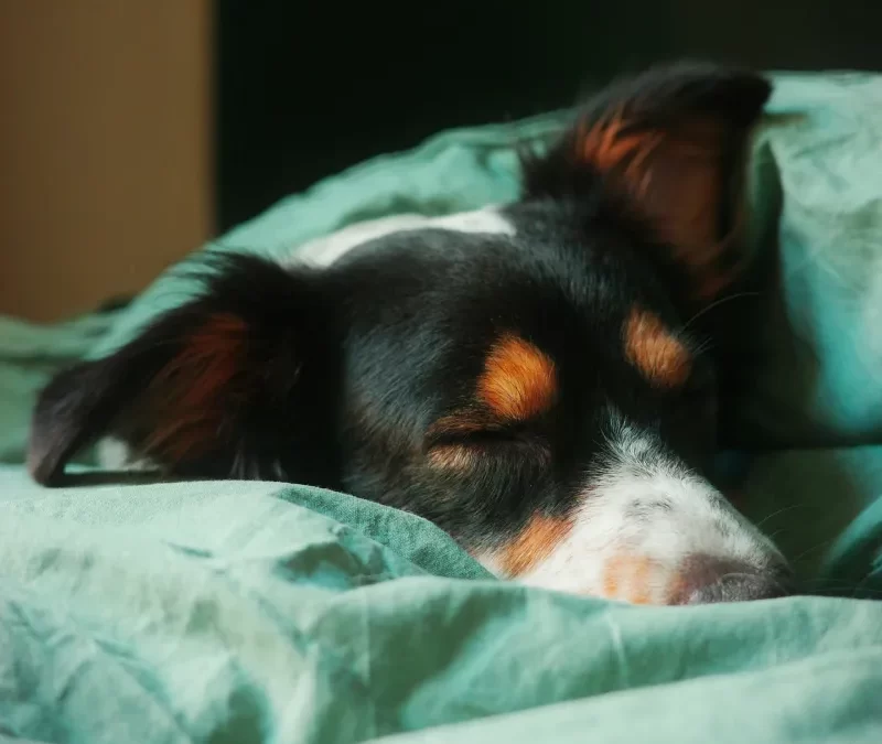 Do Dogs Dream?