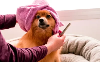 How to Deal with Dog Hair: Tips and Tricks for a Hair-Free Home