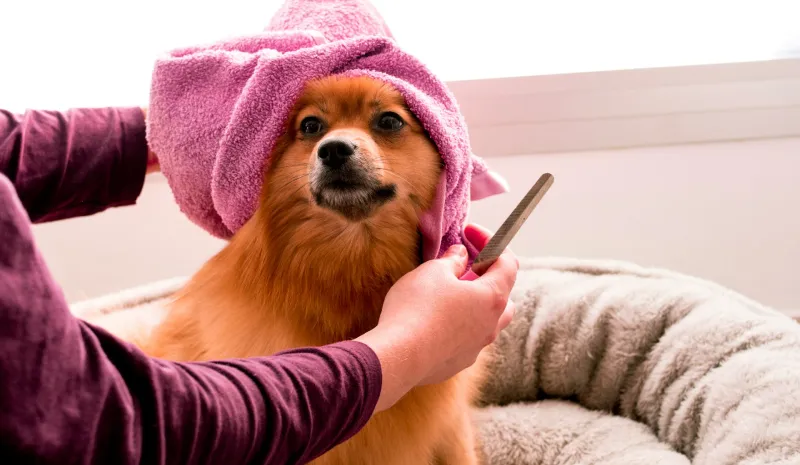 How to Deal with Dog Hair: Tips and Tricks for a Hair-Free Home