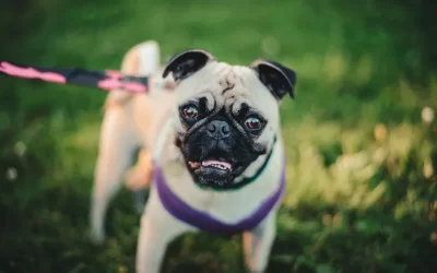How to Stop Dog Pulling on Lead