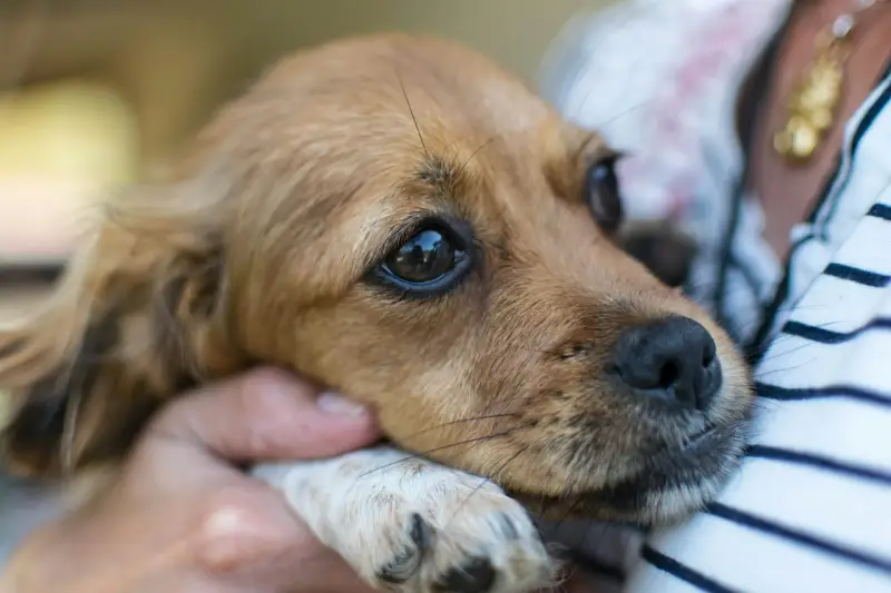 How to keep your dog calm during fireworks at Halloween