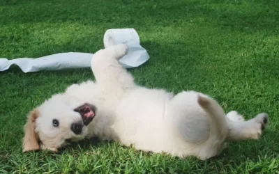 How to Stop a Puppy Biting: 10 Effective Tips