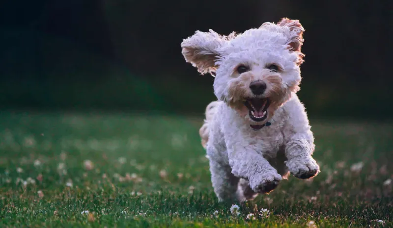 Where to Sell Puppies and Dogs in Ireland