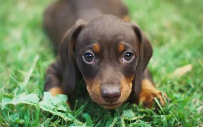 Why Are Dachshunds So Popular?