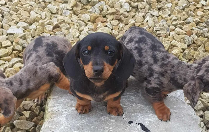 Why Are Dachshunds So Popular?