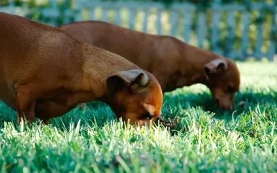 Why do Dogs Eat Grass?