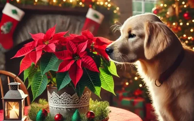 Are Poinsettias Poisonous to Dogs?