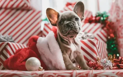 Christmas Gifts for Dogs