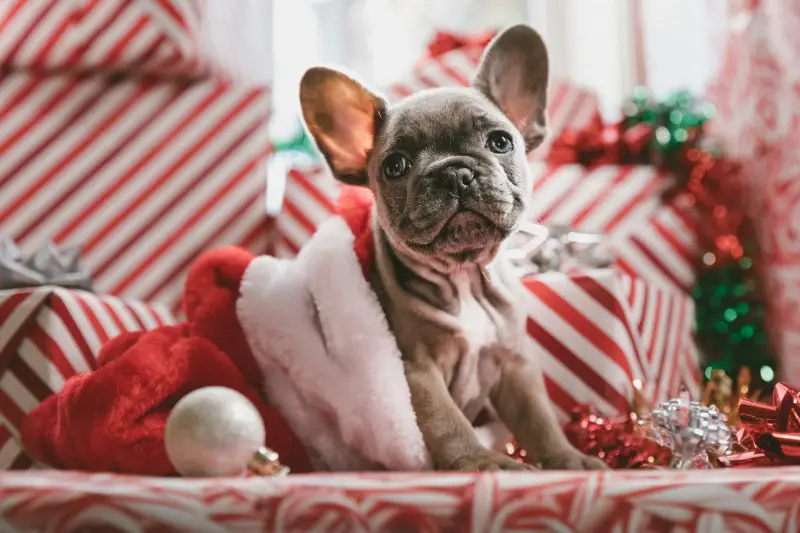 Christmas Gifts for Dogs