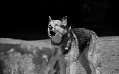 Why Is My Dog Barking at Night?