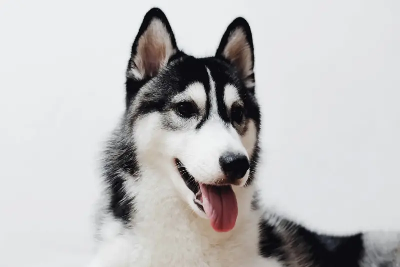 Why Is My Dog Panting So Much?