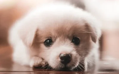 How Do I Potty Train My Puppy?