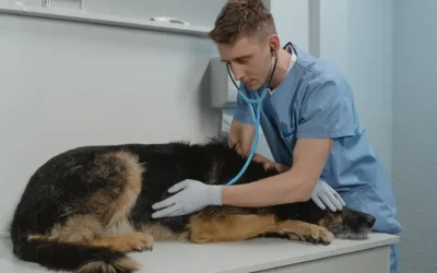 How Can I Tell If My Dog Has Worms?