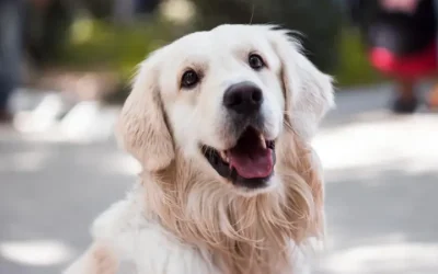 How can I tell if my dog is in heat?