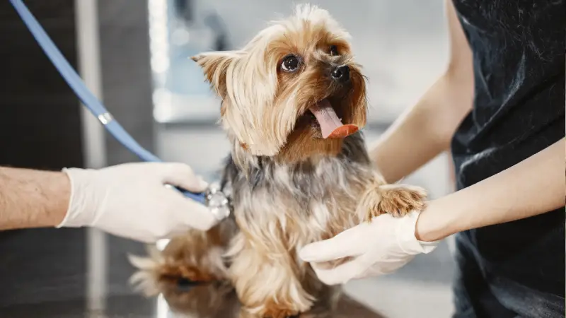 How to Check a Dog’s Microchip