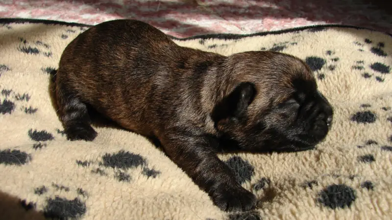 Opening puppies eyes