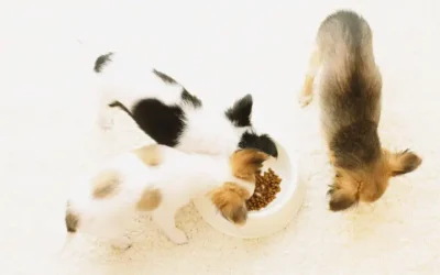 Weaning Puppies: A Guide to a Smooth Transition