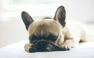What Foods Are Toxic to Dogs?
