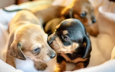 When do puppies open their eyes?