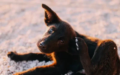 Why is my dog itching so much?