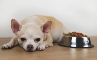 Why is my dog not eating?