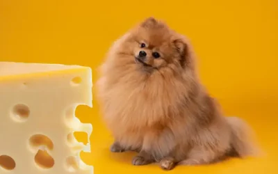 Can Dogs Eat Cheese?