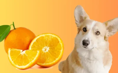 Can Dogs Eat Oranges?