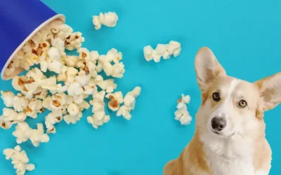 Can Dogs Eat Popcorn?