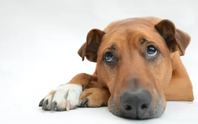 Do Dogs Get Periods?