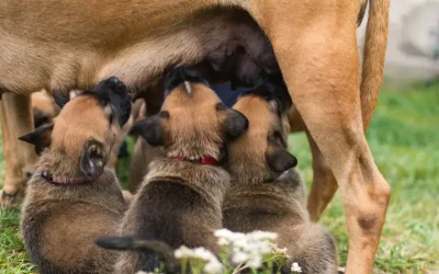 Dog Breeders in Ireland