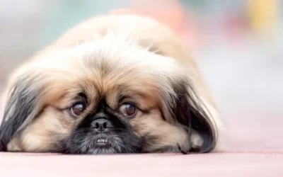 Dog Separation Anxiety