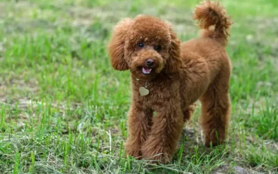 Hypoallergenic Dogs: Non-Shedding Breeds