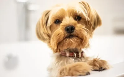 Is Baby Shampoo Safe for Dogs?