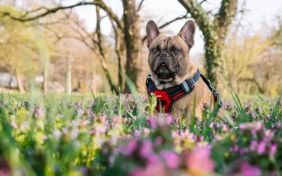 Plants Toxic to Dogs