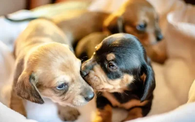 FAQs for Puppy Buyers and Sellers in Ireland | DogDeals.ie